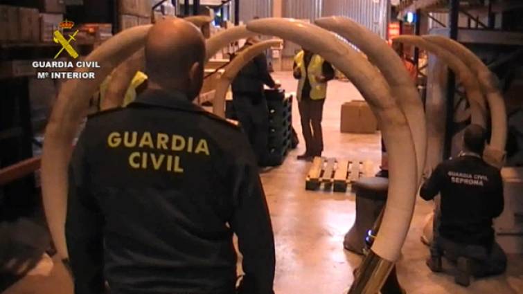 La Guardia Civil interviene trofeos de caza y animales naturalizados ilegales en Guadalajara